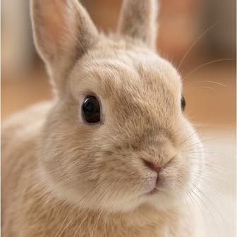 Close-up portrait of a Netherland Dwarf rabbit