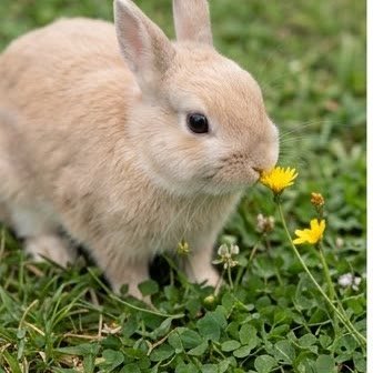 A Netherland Dwarf rabbit sniffing a flower outdoors