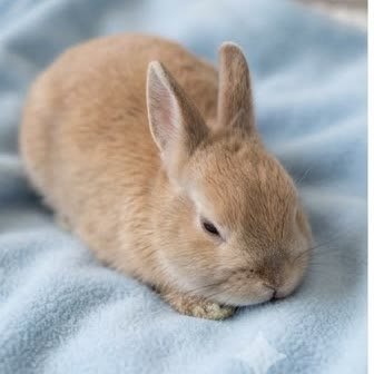 A Netherland Dwarf rabbit resting on a blanket