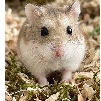 A Roborovski dwarf hamster sitting in bedding