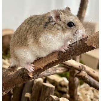A Roborovski dwarf hamster perched on a branch