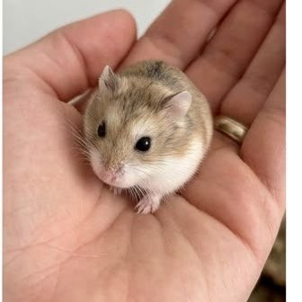 A tiny Roborovski dwarf hamster held in a person's hand