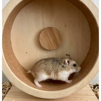 A Roborovski dwarf hamster running on a wooden wheel