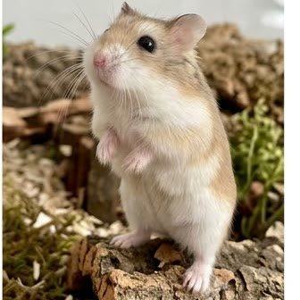 A Roborovski dwarf hamster standing upright and alert