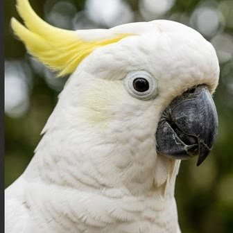 Close-up portrait of a Sulphur-Crested Cockatoo