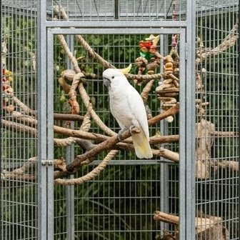 A Sulphur-Crested Cockatoo perched inside a large outdoor aviary