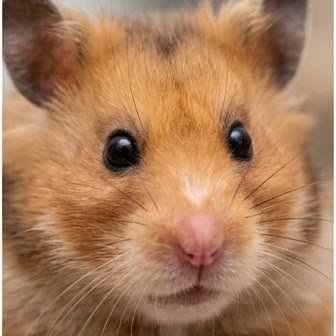 Close-up portrait of a Syrian hamster