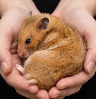 A Syrian hamster held gently in cupped hands