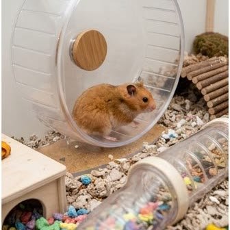 A Syrian hamster inside its habitat on an exercise wheel
